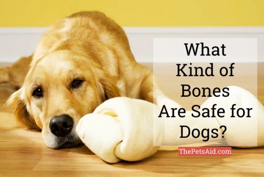 What Kind of Bones Are Safe for Dogs? - The Truth
