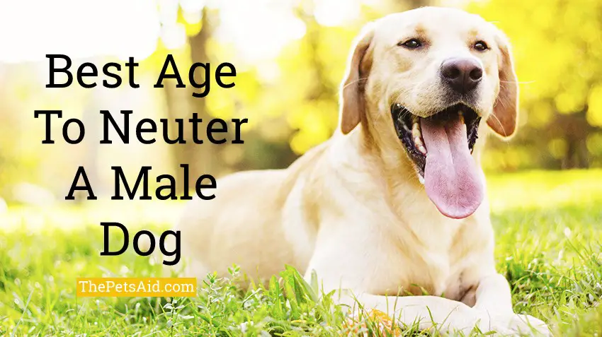 Best Age to Neuter a Male Dog