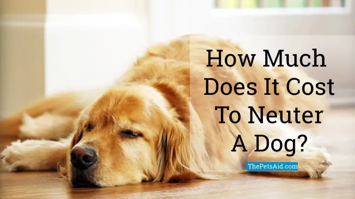 How Much Does It Cost to Neuter a Dog