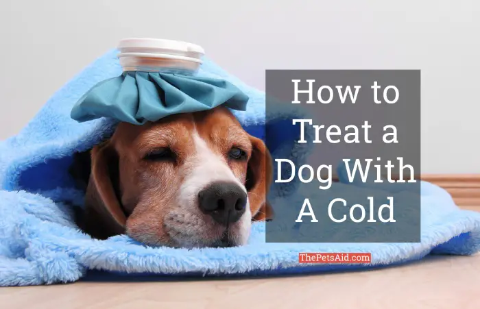 How to Treat a Dog With a Cold