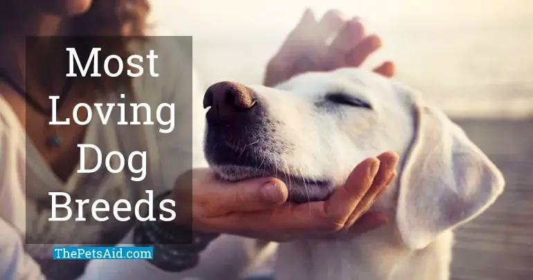 most loving dog breeds