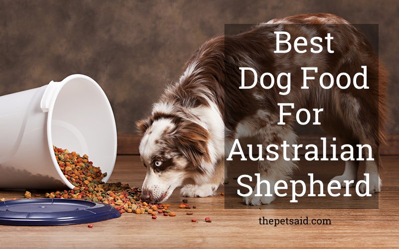 Best Dog Food for Australian Shepherd