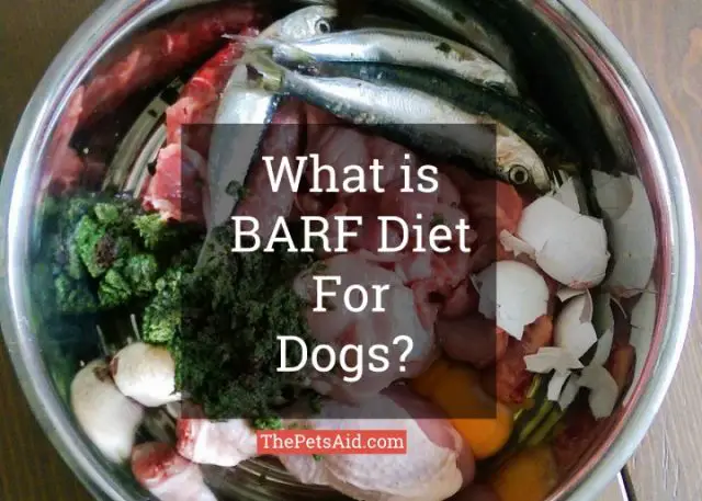 What is BARF Diet for Dogs? Preparation and Recipes