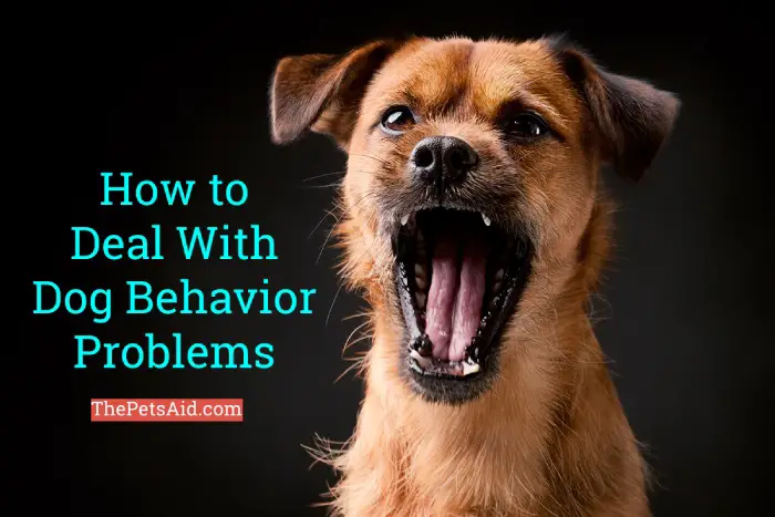 How to Deal With Dog Behavior Problems