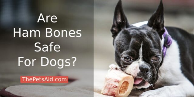 Are Ham Bones Safe for Dogs? or Be Treated? - The Pets Aid