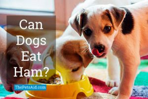 Can Dogs Eat Ham? - What Did Vets Say?