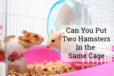 Can You Put Two Hamsters in the Same Cage