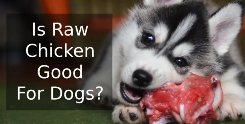 Is Raw Chicken Good for Dogs