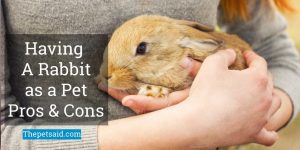 Having a Rabbit as a Pet Having a Rabbit as a Pet