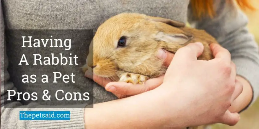 Having A Rabbit As A Pet - Pros And Cons