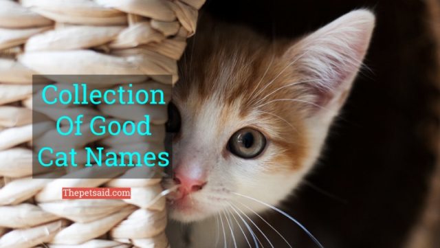 Top 56 Unique & Good Cat Names of 2024 - The Pets AID