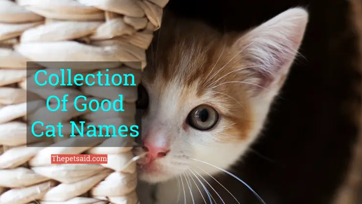 Good Cat Names