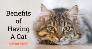 What Are the Benefits of Having a Cat