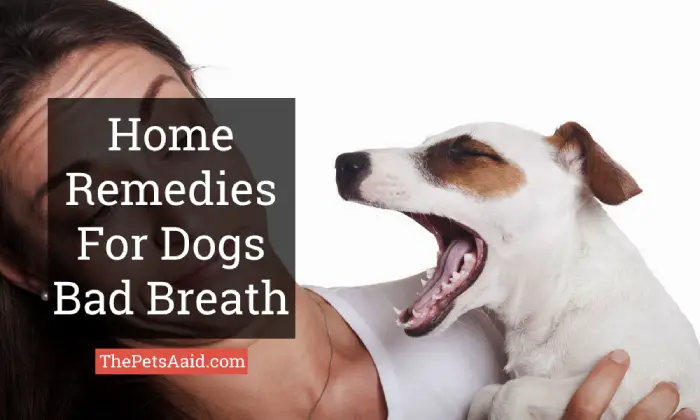 Home Remedies for Dogs Bad Breath