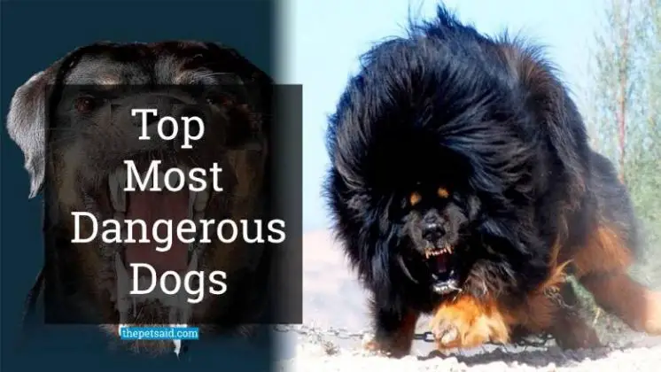 top-15-most-dangerous-dog-breeds-of-2023-the-pets-aid