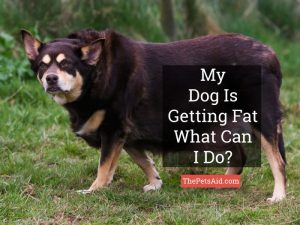 My Dog is Getting Fat, What Can I Do? - Guidelines to Follow