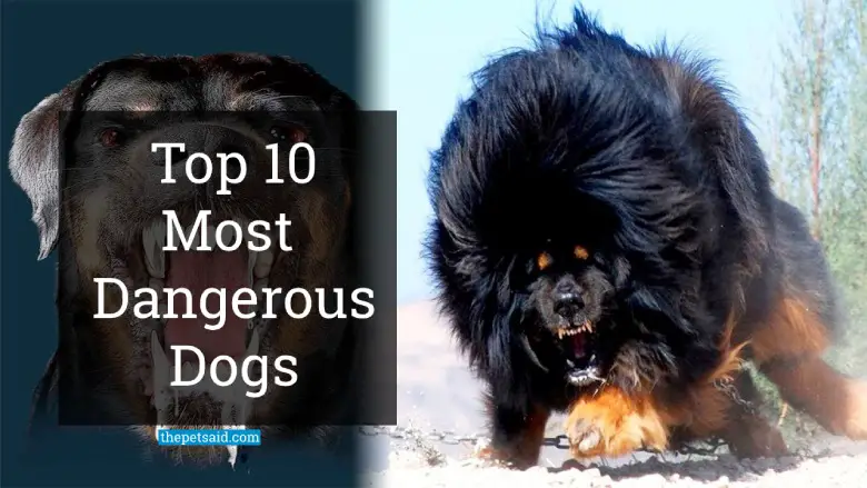 10 most dangerous dog breeds