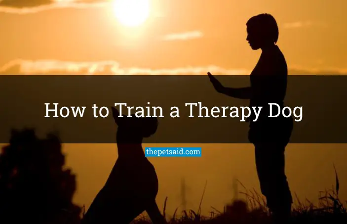 How to Train a Therapy Dog
