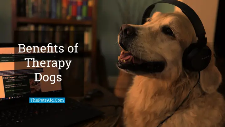 Benefits of Therapy Dogs