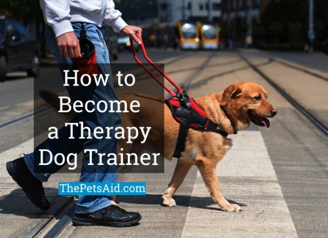 How to get your dog certified as a therapy dog