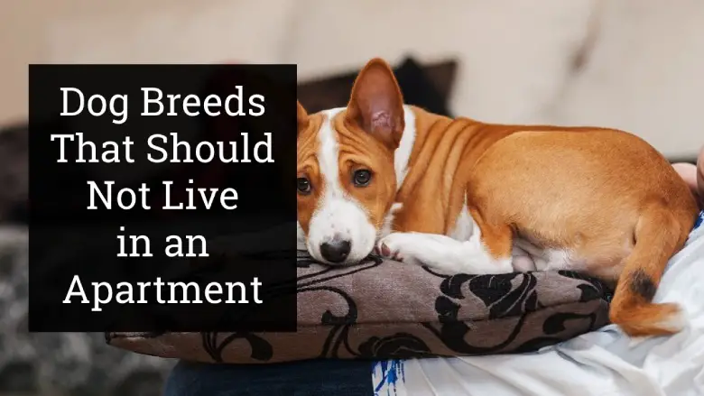 Dog Breeds That Should Not Live in an Apartment
