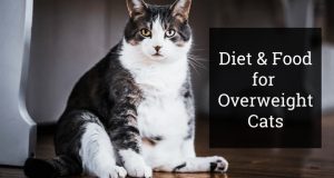 Diet Food for Overweight Cats