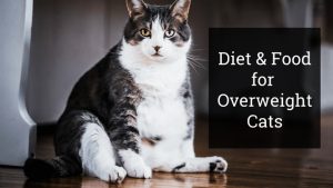Diet & Food for Overweight Cats to Regain Ideal Weight & Health