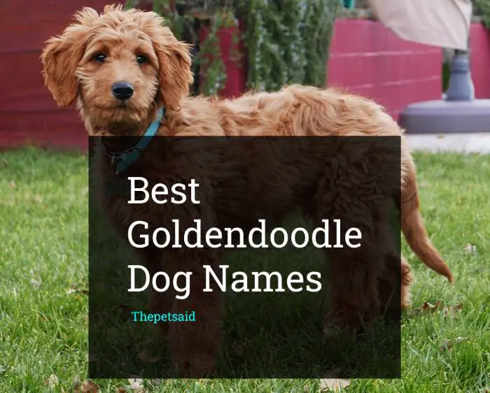 Goldendoodle Dog Names