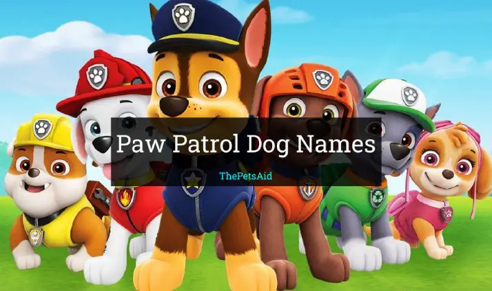Paw Patrol Dog Names