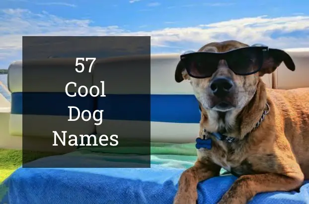cool dog names