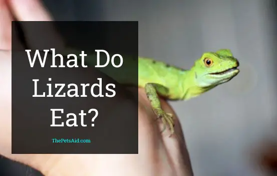What Do Lizards Eat