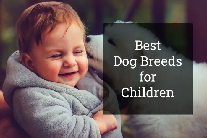 5 Best Dog Breeds For Children Or Kids Of 2024 The Pets AID   Pet Dogs Child 