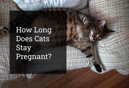 How Long Does Cats Stay Pregnant