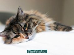 How Much Does It Cost to Cremate a Cat?