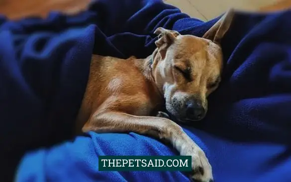 Why Does My Dog Sleep Against Me? - The Pets Aid