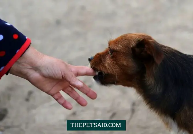 How to Stop a Puppy From Biting Hands or Legs