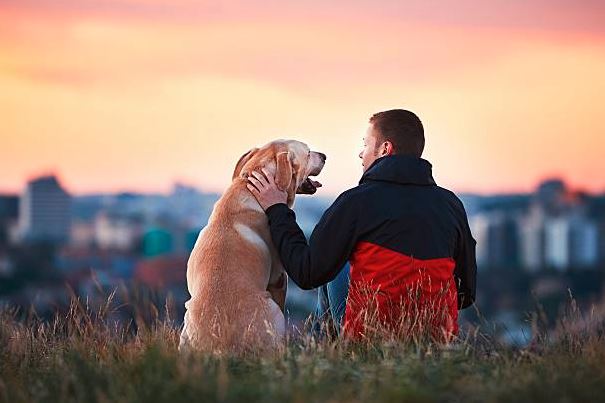 Most Loyal and Protective Dog Breeds