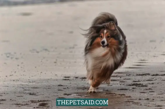 Long-Haired Dog Breeds