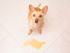 Why Does My Dog Pee When He Sees Me? dog pee when he sees me