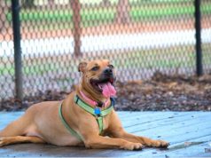 What Are the Advantages of Adopting an Adult Dog? Adult Dog