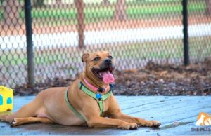 What Are the Advantages of Adopting an Adult Dog? Adult Dog