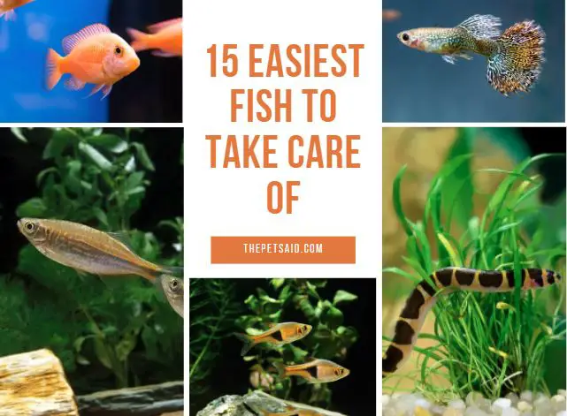 Easiest Fish to Take Care of