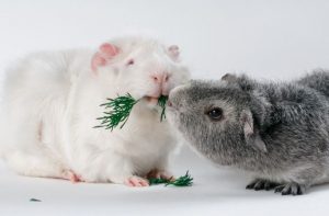 What Can Guinea Pigs Eat What Can Guinea Pigs Eat
