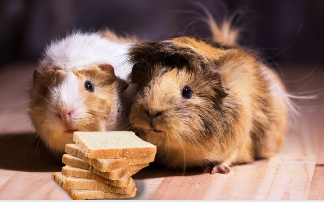 guinea pigs eat bread