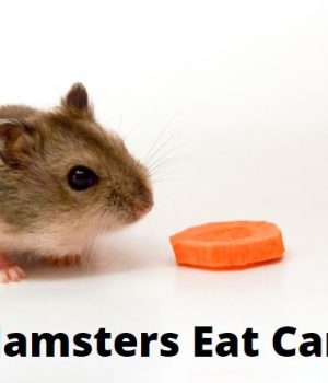 Can Hamsters Eat Carrots?