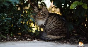 Cat Locked Up – is It Good Not to Let Cats Out Cat Locked