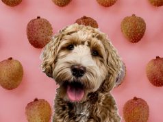 Can Dogs Eat Lychees? This is What Experts Says Dogs Lychees