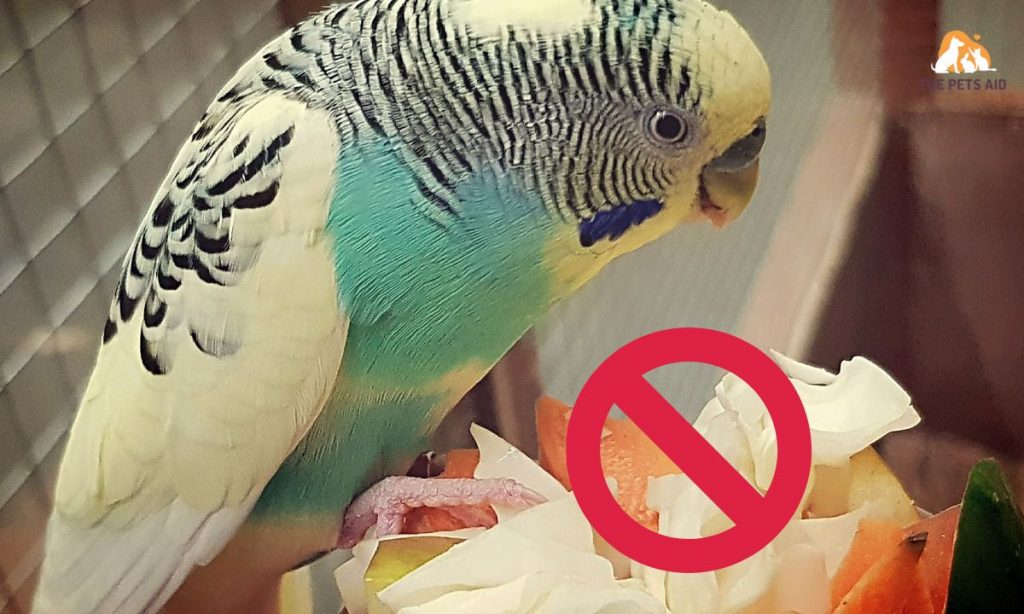 What Should You Not Feed Budgies