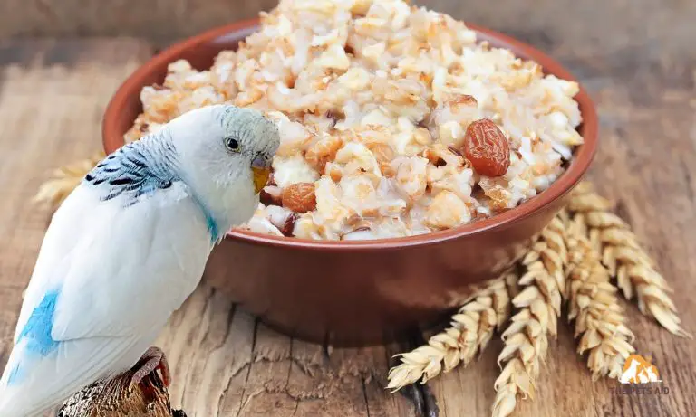 is-porridge-ok-for-budgies-can-they-eat