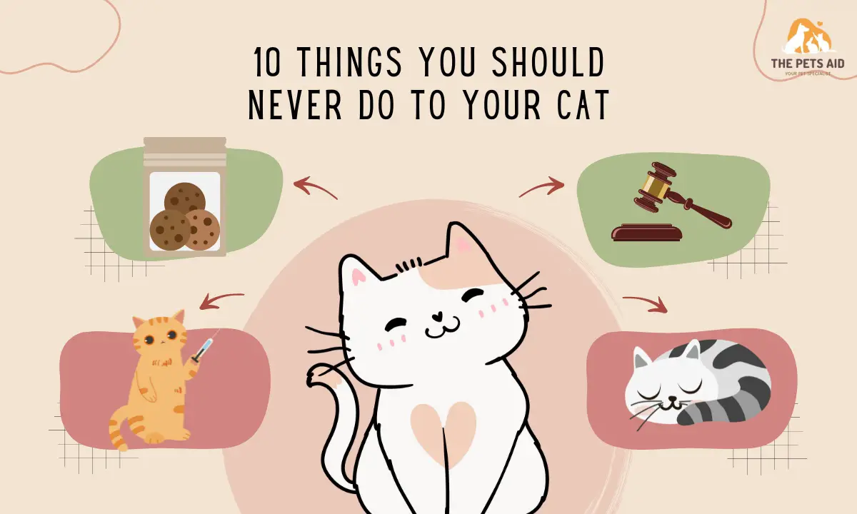 What Are 10 Things You Should Never Do to Your Cat